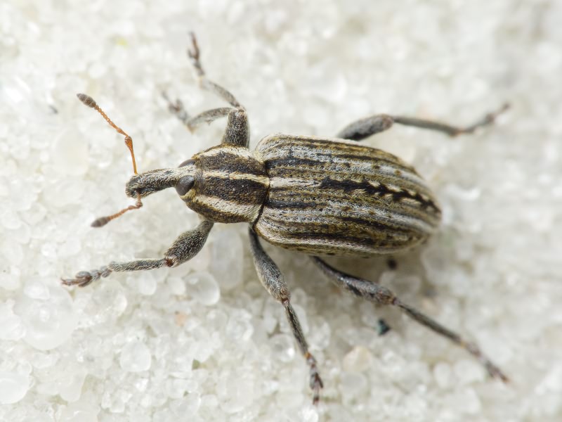 Hypera (Hypera) arator (Linnaeus, 1758)